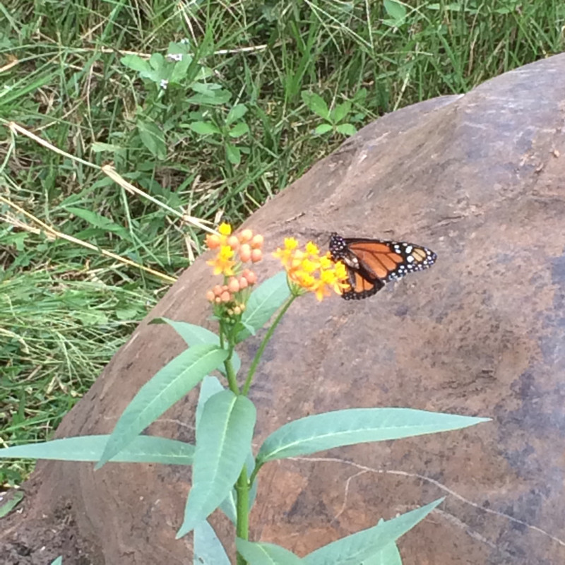 Monarch butterfly on Lantana by Tortoise