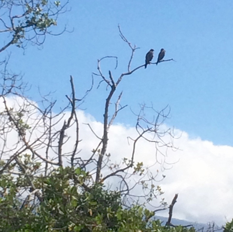 Galapagos Hawks - serious predators