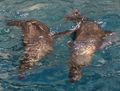Sea Lions swim around our Zodiac