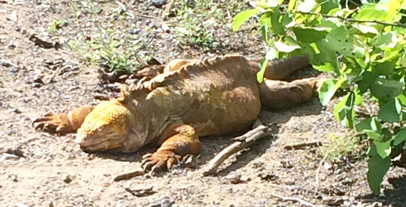 Galapagos Land Iguana takes a morning siesta by Urbina Bay