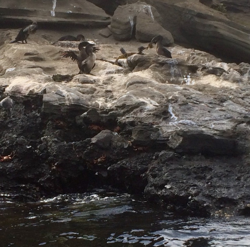 Flightless Cormorants nest on rock ledge