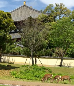 Deer roam freely in Nara Park near the Todai-ji temple