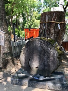 500-year tree at Ikuta shrine
