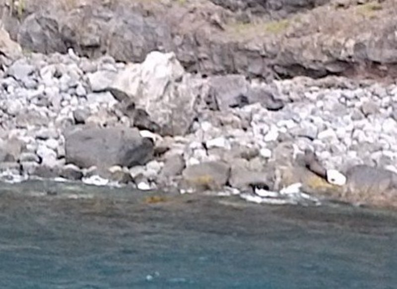 Fur Seals hide & play on rocks in Akaroa harbour