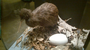 Small Bird, Big Egg