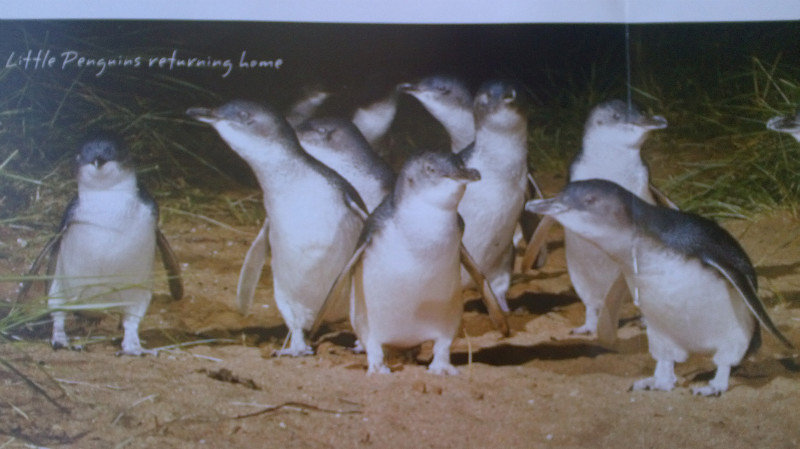 Little Penguins on Phillip Island