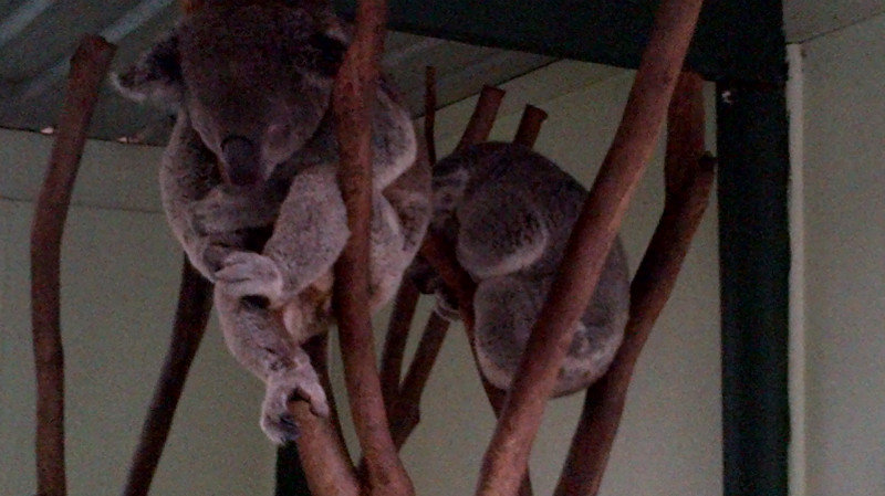 Koalas sleeping as usual