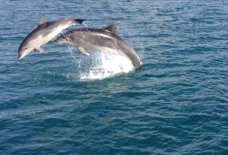 Bottlenose Dolphins in Bay of Islands NZ