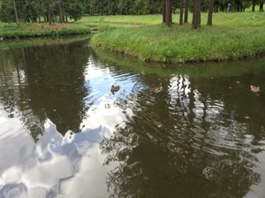 ducks enjoy the lake