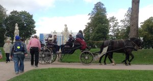 horse and carriage crosses walkers