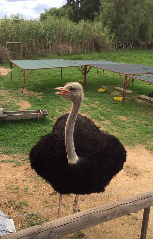 Ostrich looking: Where are my Chicks?