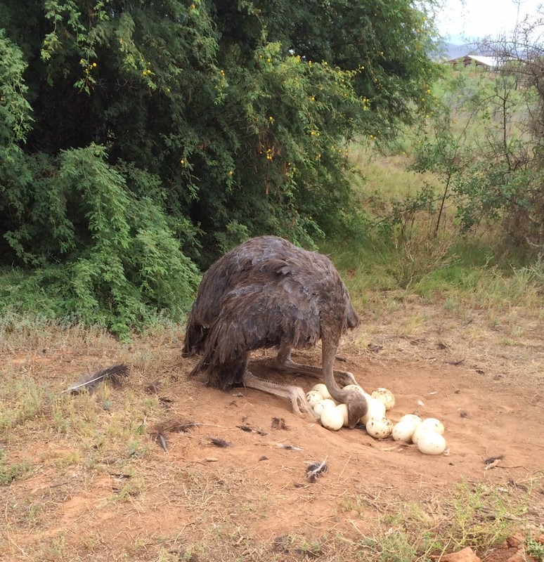 Ostrich arranging Eggs in Nest
