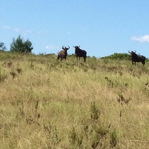 Wildebeest in Gondwana Reserve