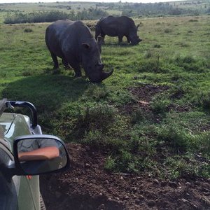 to stop a Rhino from charging, take away his credit card