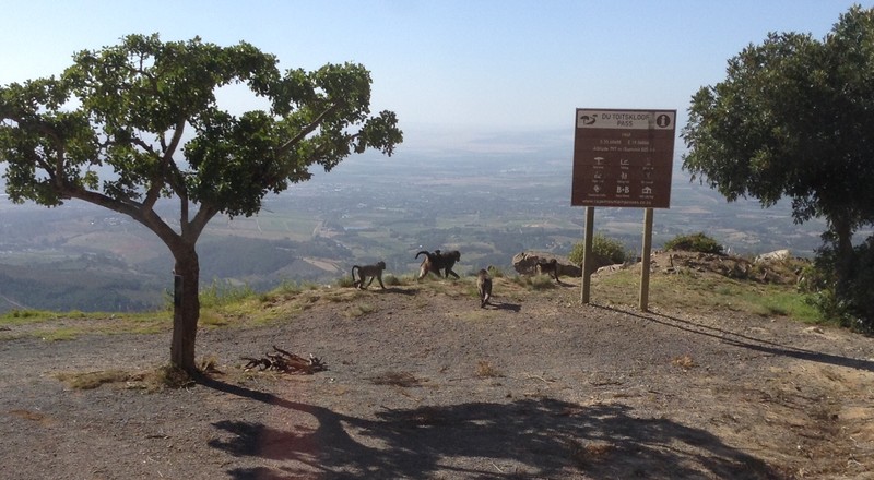 Baboons at Du Toitskloof pass