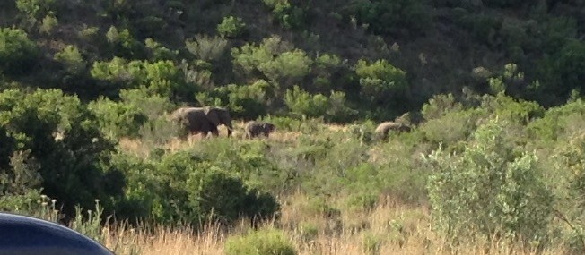 Elephants with Baby at Gondwana Private Game Reserve