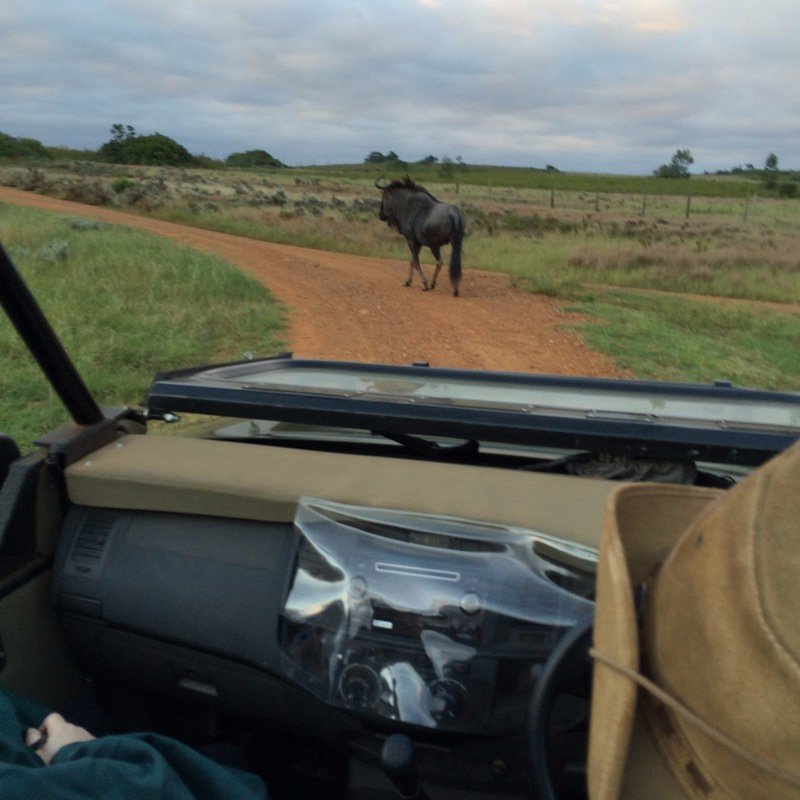 Blue Wildebeest out for an early stroll in Gondwana Reserve