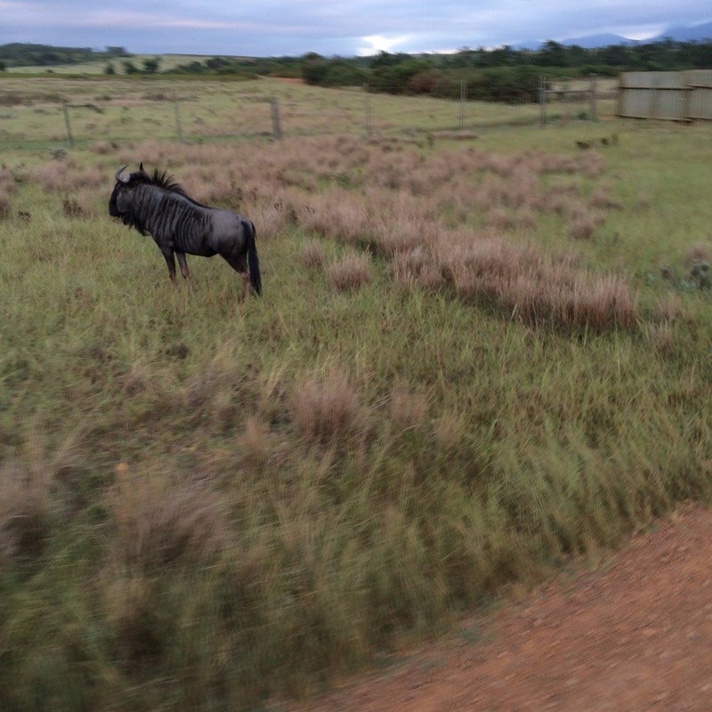 ... then the Wildebeest wanders off ...