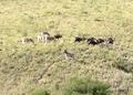 ... to join some Zebras and more Wildebeest