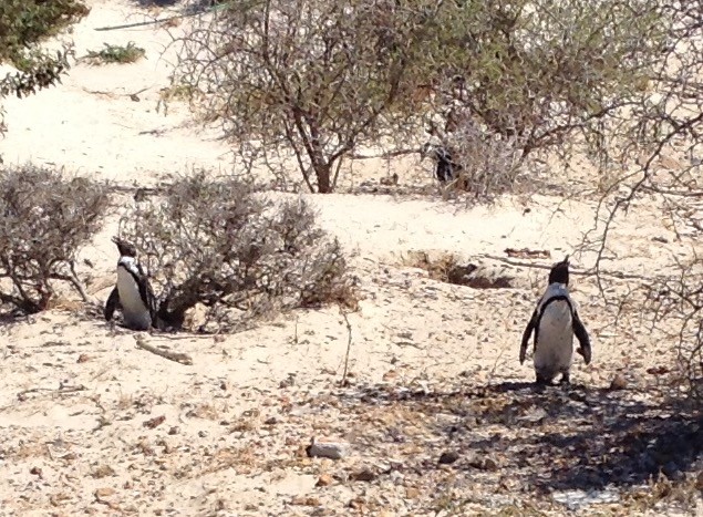 are the African Penguins at Boulders statues?