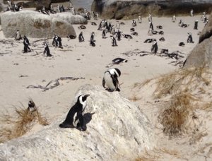African Penguins in Boulders Colony on the Cape of Good Hope peninsula