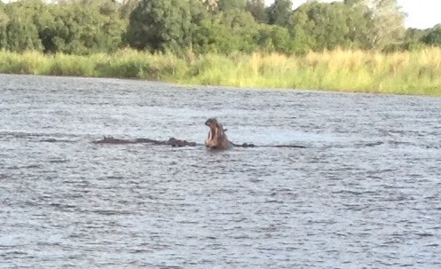 Hippopotamus in the Zambezi River