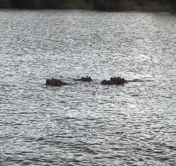 Pod of Hippos with no Egrets