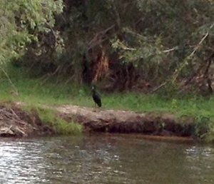 Reed Cormorant on Zambezi River shore