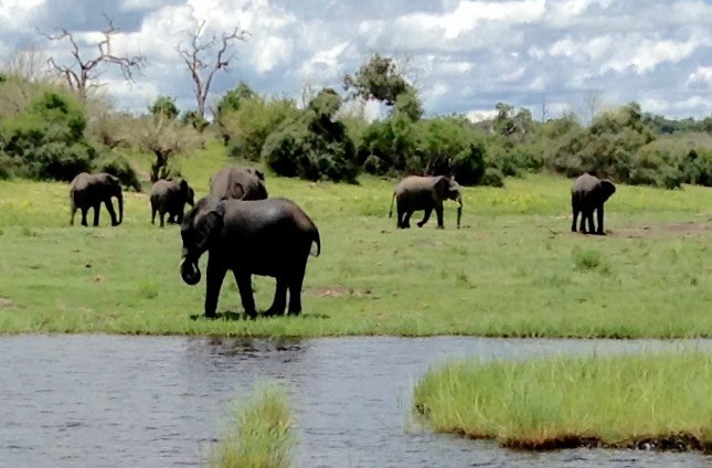 Elephants at Chobe River