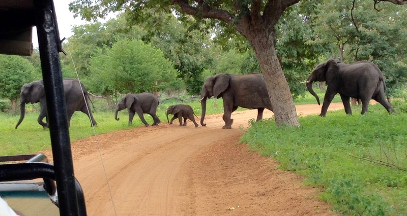 Elephants and Babies head home