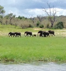 Elephants with Babies at Chobe River