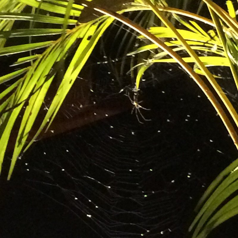Spider at Lake Lodge
