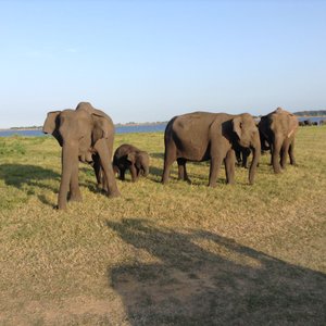 young & adult elephants