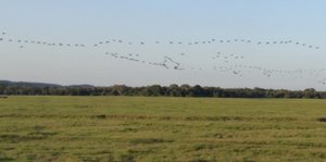 Cormorants take flight