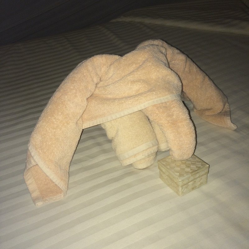 Elephant trunk with goodnight sweets
