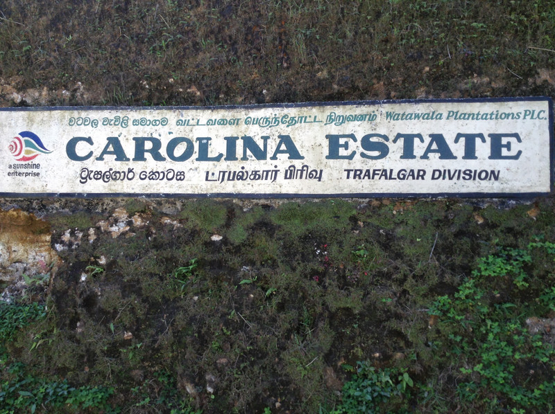 Carolina Estate Tea Plantation