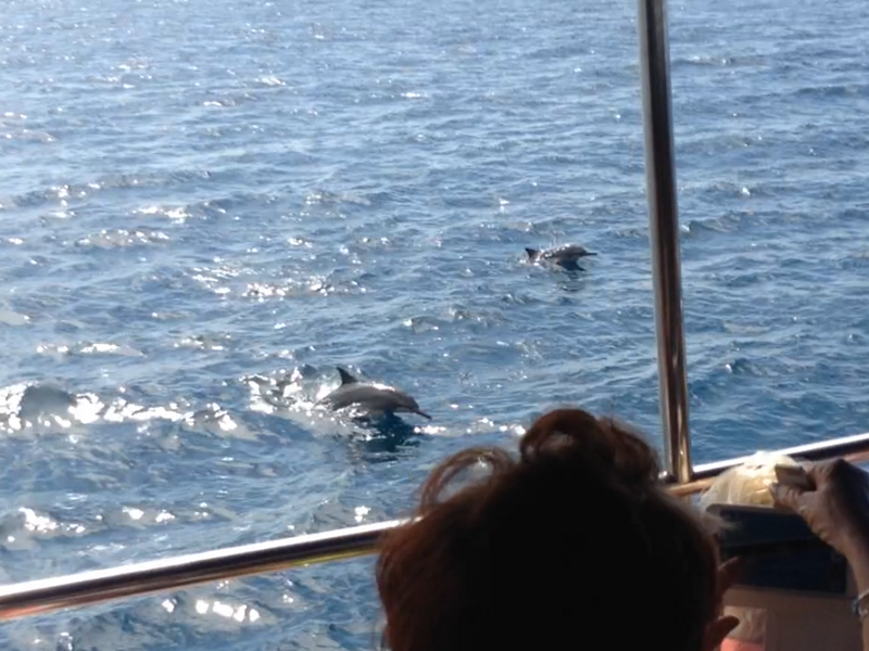Dolphins show off