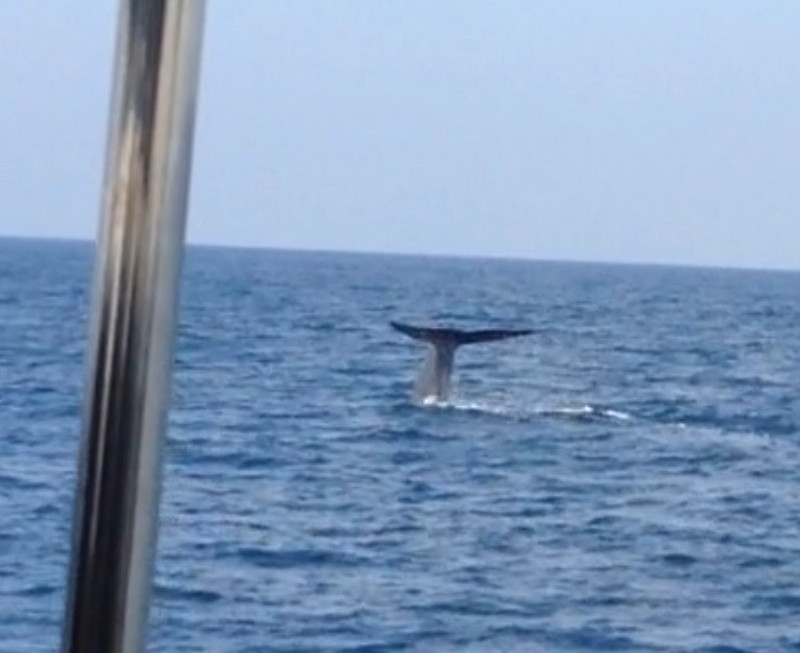 Bye-bye from a successful Whale Watch