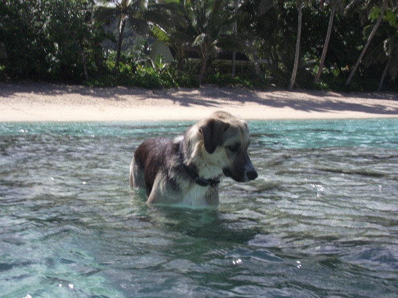 Dog watching the fish!