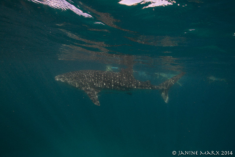 The Whale Shark - largest creature on earth