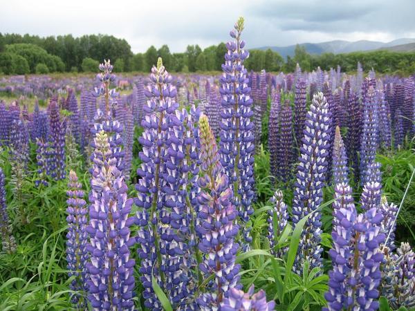 Lupins on the way to Mount Cook Village