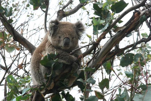Koala Bear along The Great Ocean Road