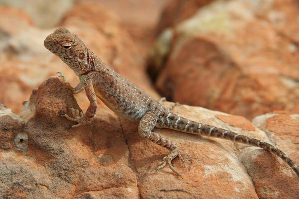 Lizard at Kings Canyon.