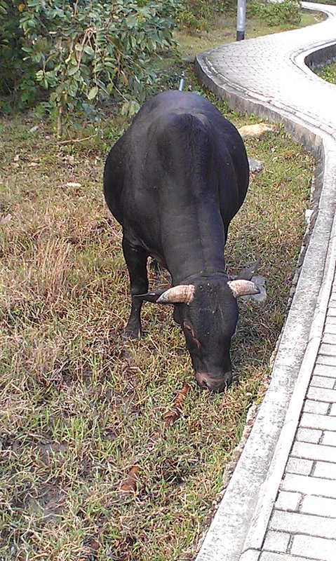 Cows in the park 