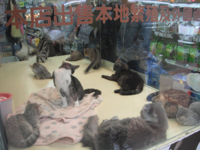 Cats for sale in the markets