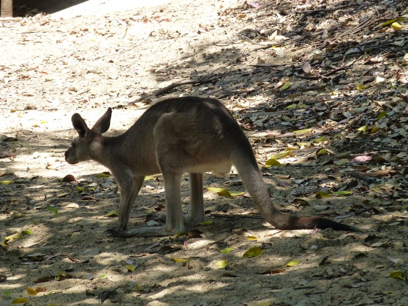 First Real Kangaroo