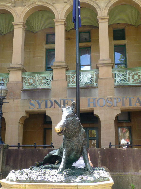 The pig with the lucky nose outside the Sydney hospital/money factory/parliament