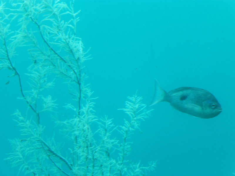 Milford Sound - Underwater Black Coral