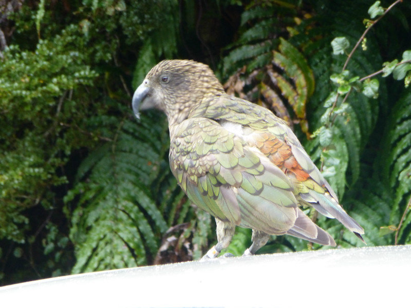 Milford Sound - Kea bird