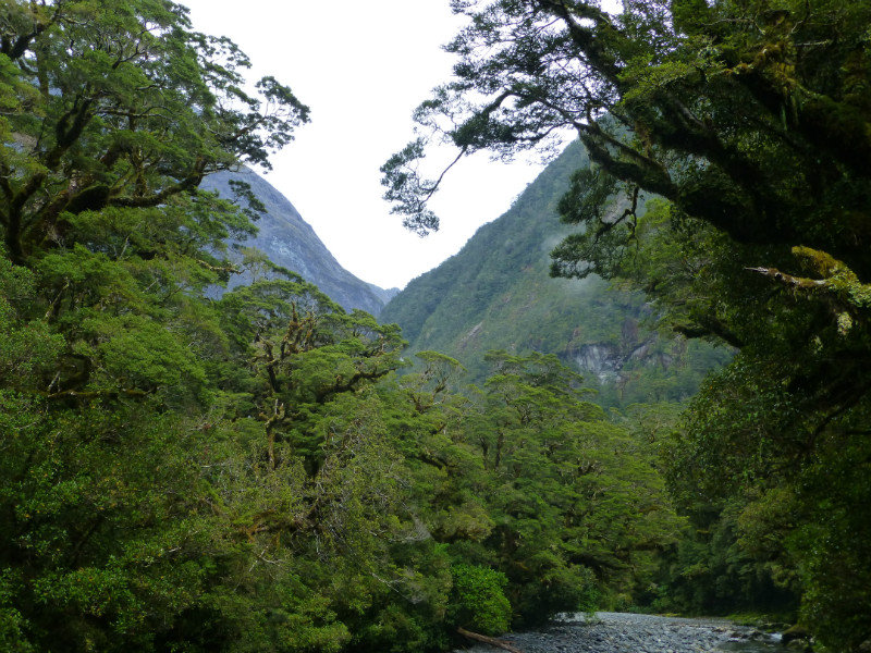 Milford Sound - Driving In